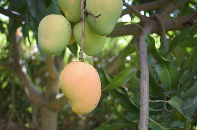 mango